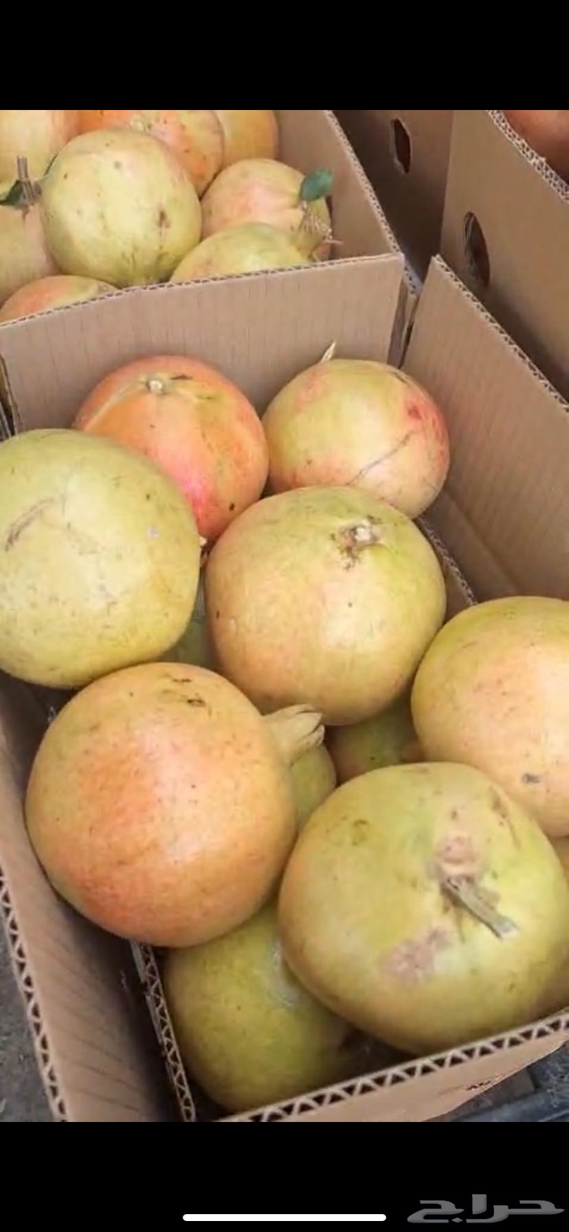 رمان بيدة الباحة64456420969729111