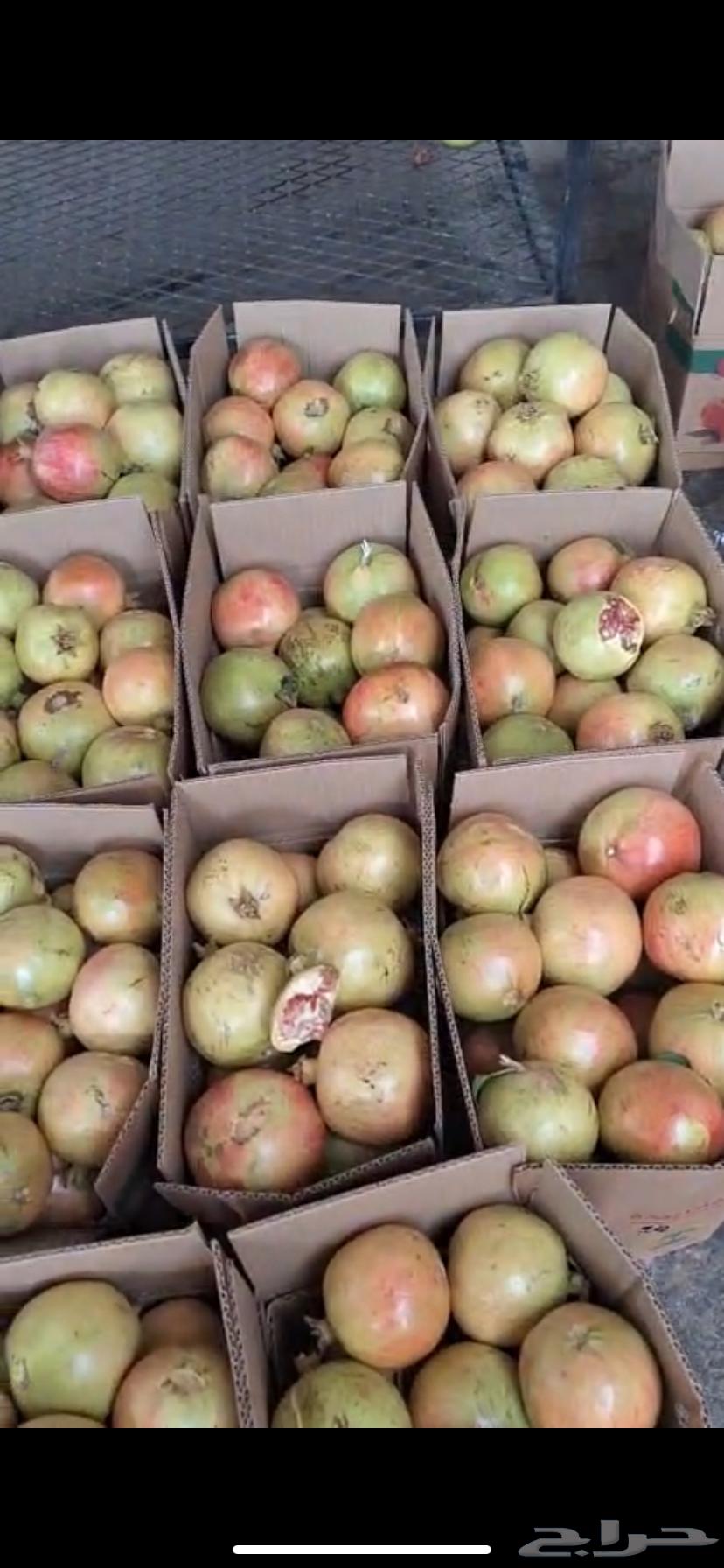 رمان بيدة الباحة64456420969729110