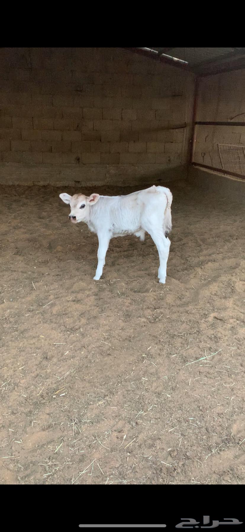 Excellent Swiss Brown Cow, First Calver, with Calf (Renewed)64462665188867111