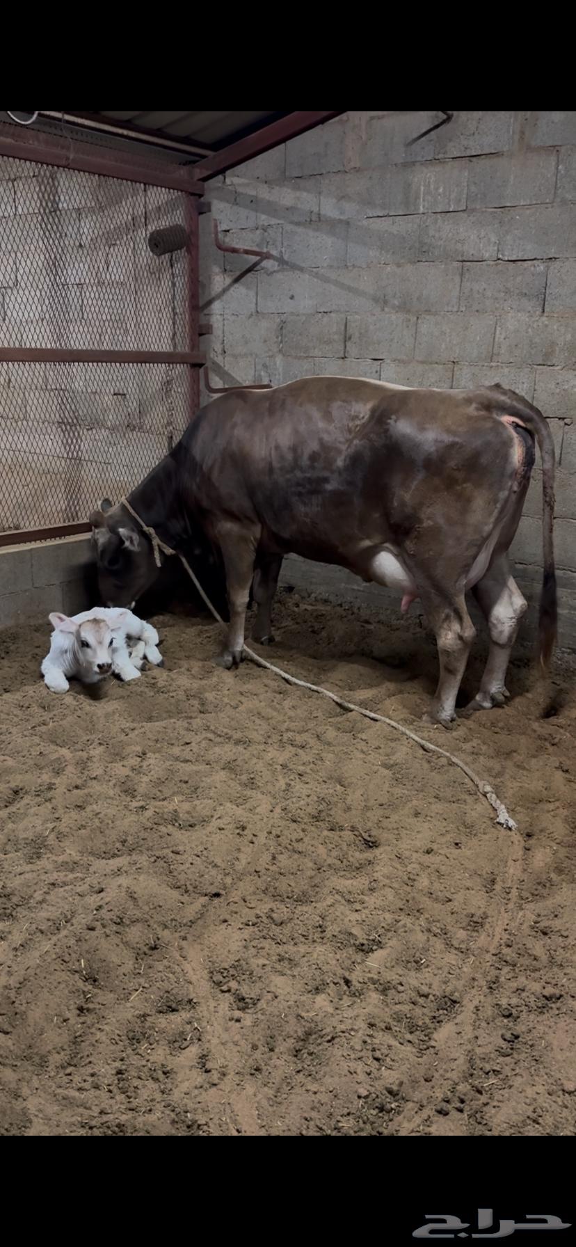 Excellent Swiss Brown Cow, First Calver, with Calf (Renewed)64462665188867112