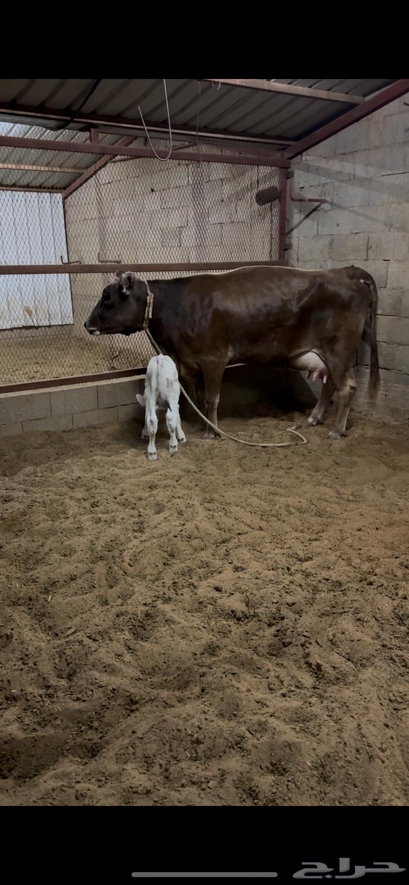Excellent Swiss Brown Cow, First Calver, with Calf (Renewed)64462665188867113