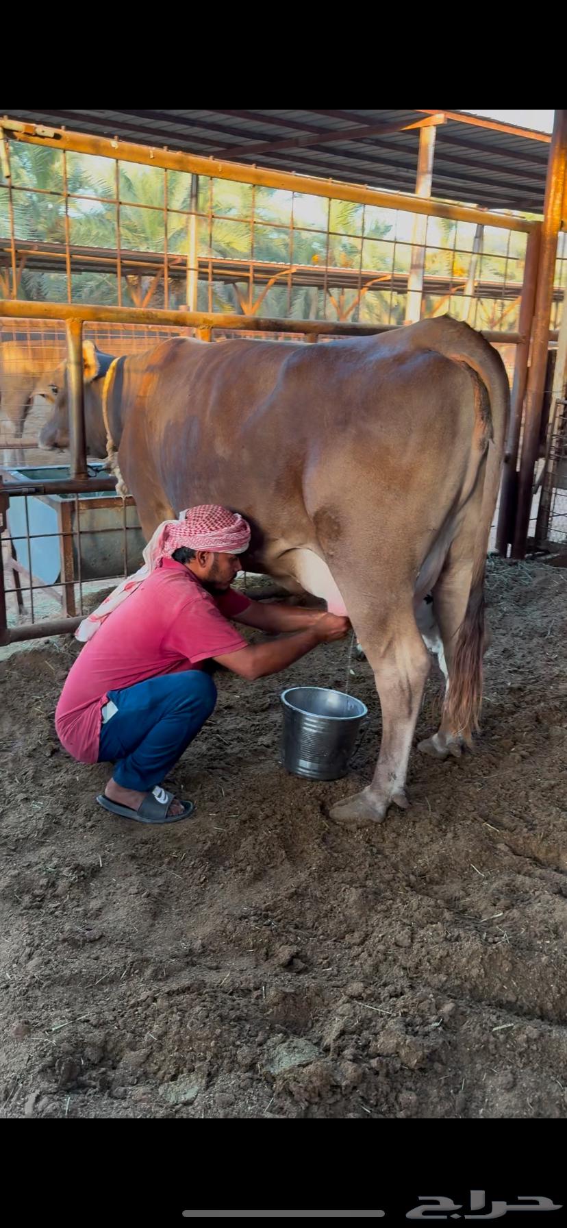 Excellent Swiss Brown Cow, First Calver, with Calf (Renewed)64462665188867110