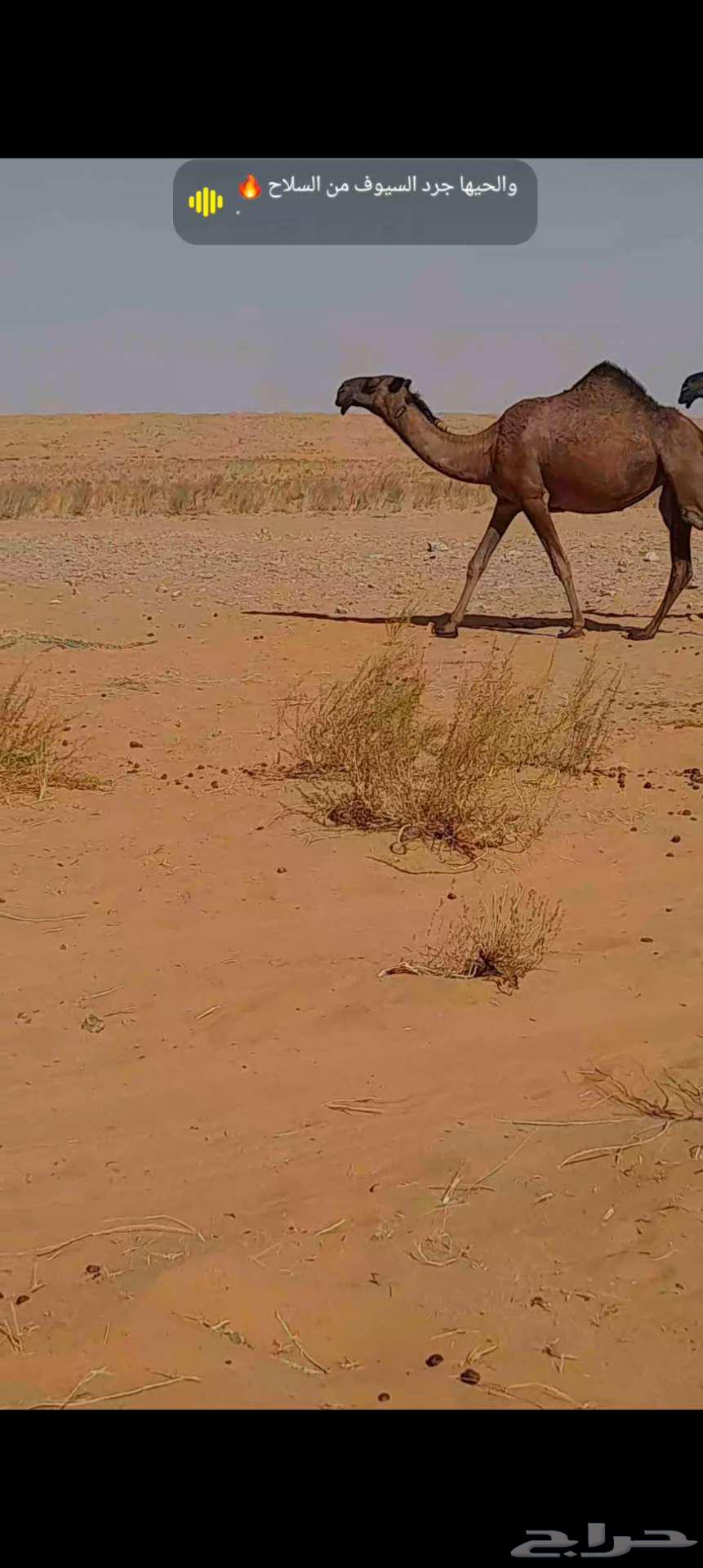 Tomorrow yellow, found him cool64460489545089110