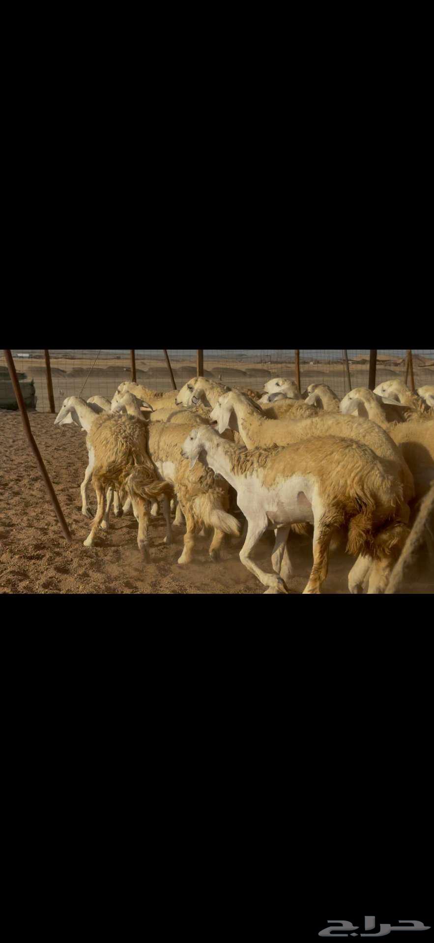 تم البيع خارج الموقع64462652007426114