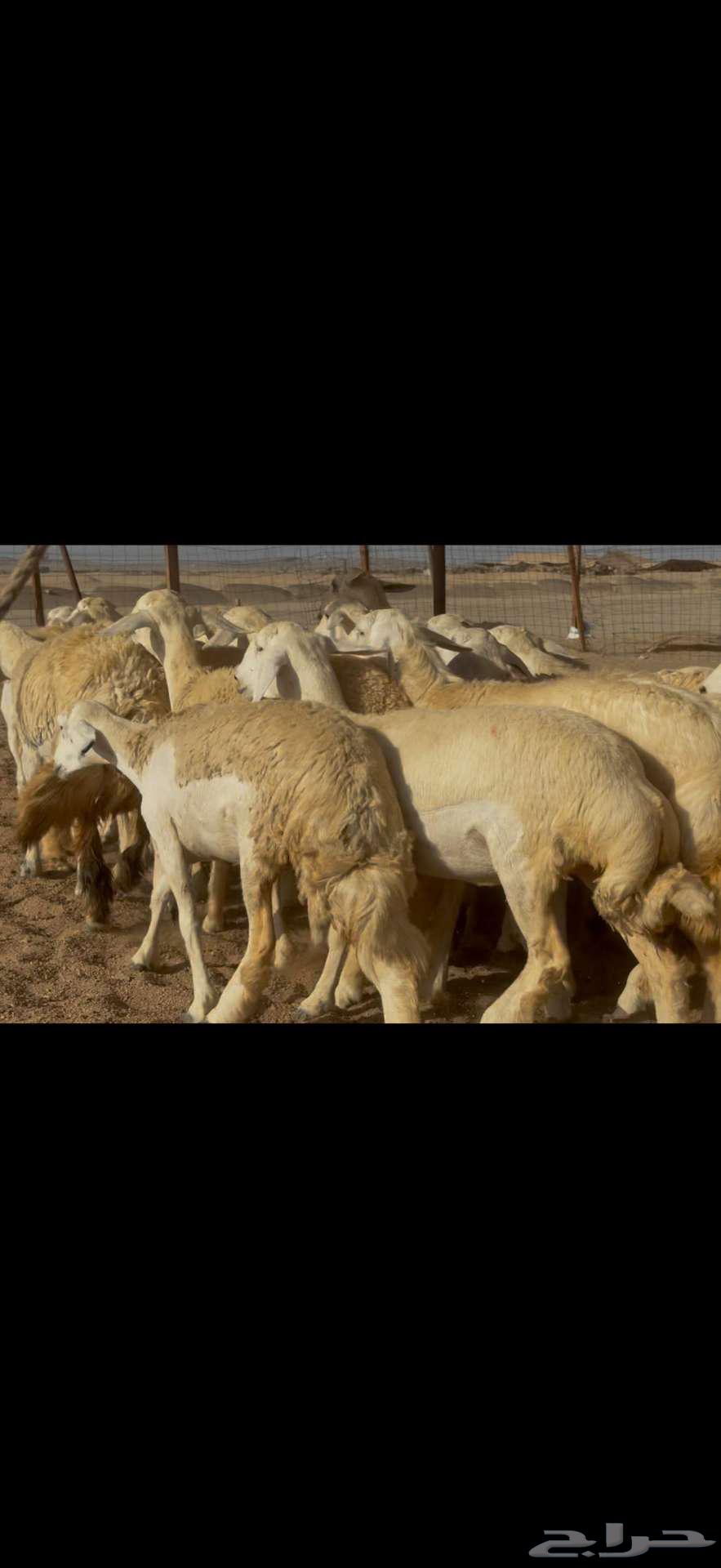 تم البيع خارج الموقع64462652007426111