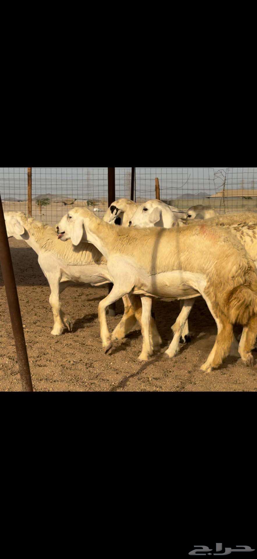 تم البيع خارج الموقع64462652007426112