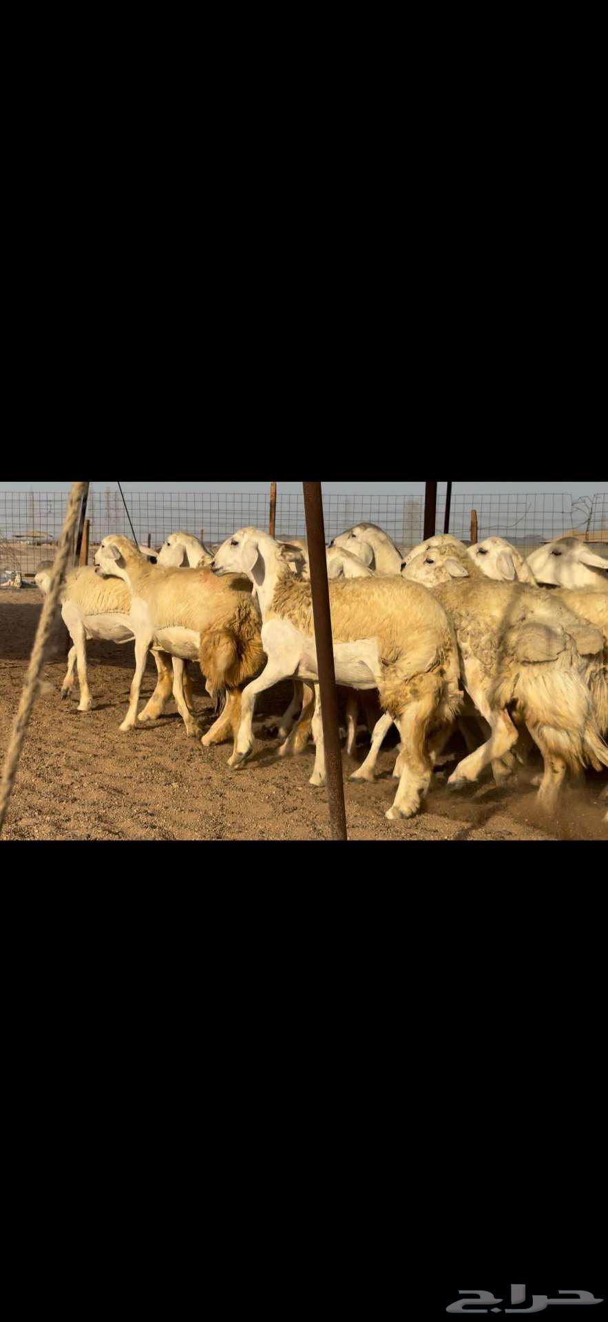 تم البيع خارج الموقع64462652007426110