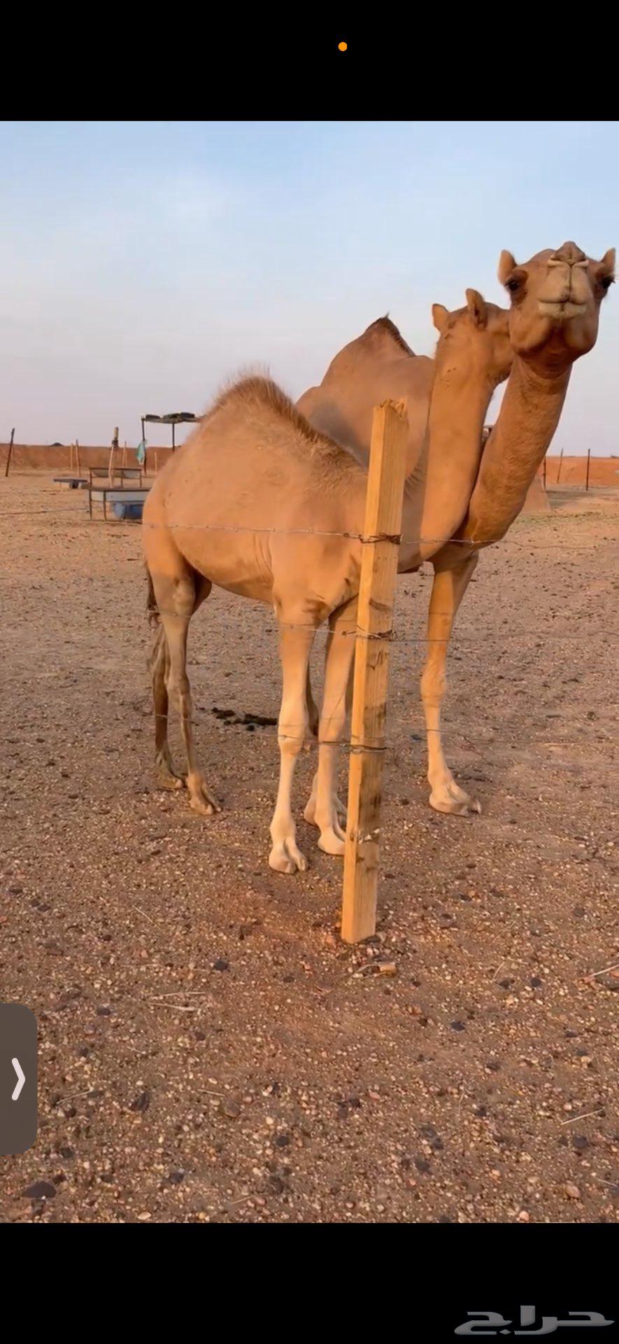 قعود للبيع شكل وسلاله64463806132483110