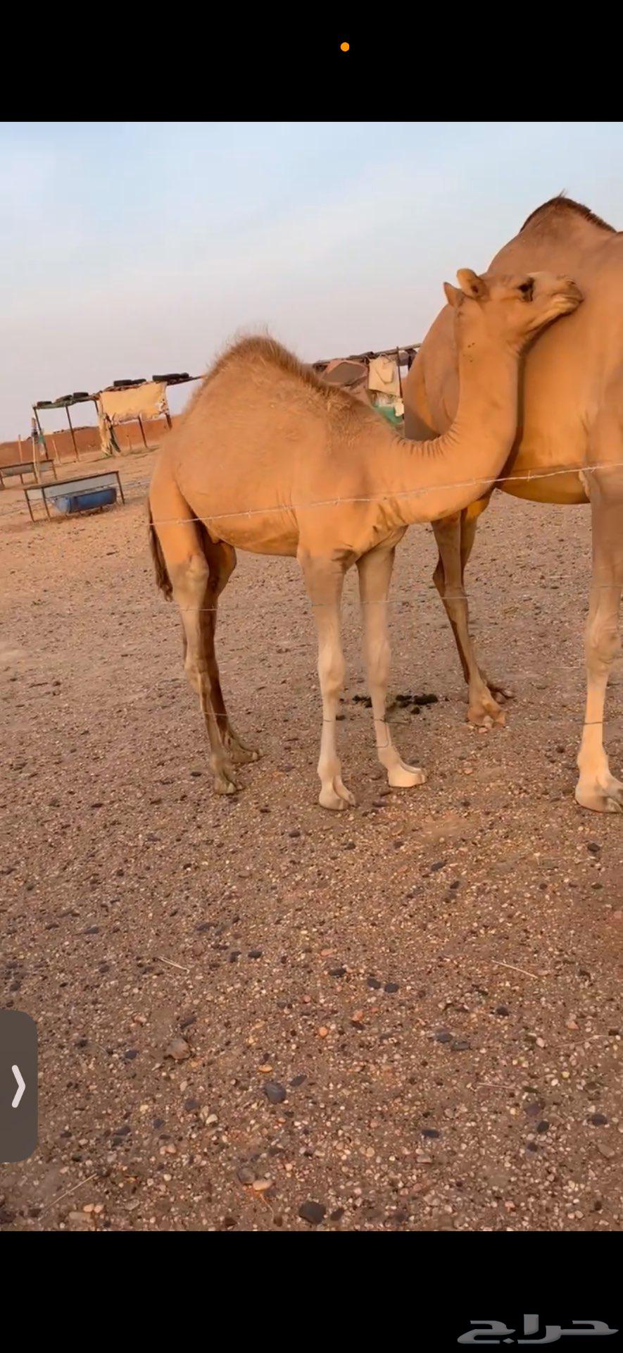 قعود للبيع شكل وسلاله64463806132483113