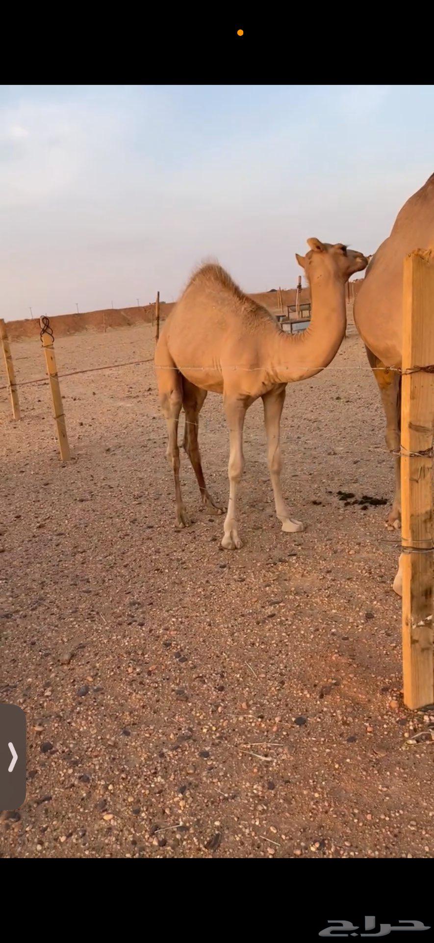 قعود للبيع شكل وسلاله64463806132483114