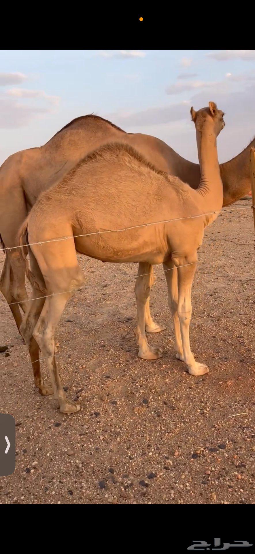 قعود للبيع شكل وسلاله64463806132483112