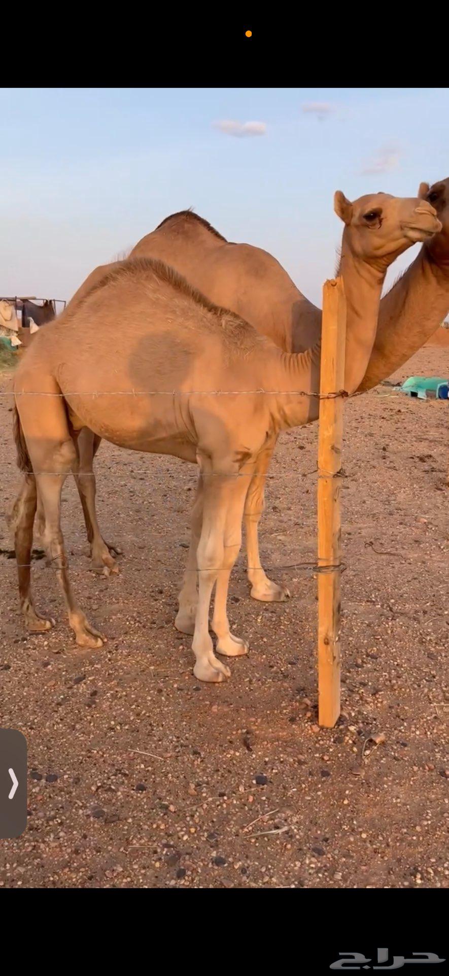 قعود للبيع شكل وسلاله64463806132483111