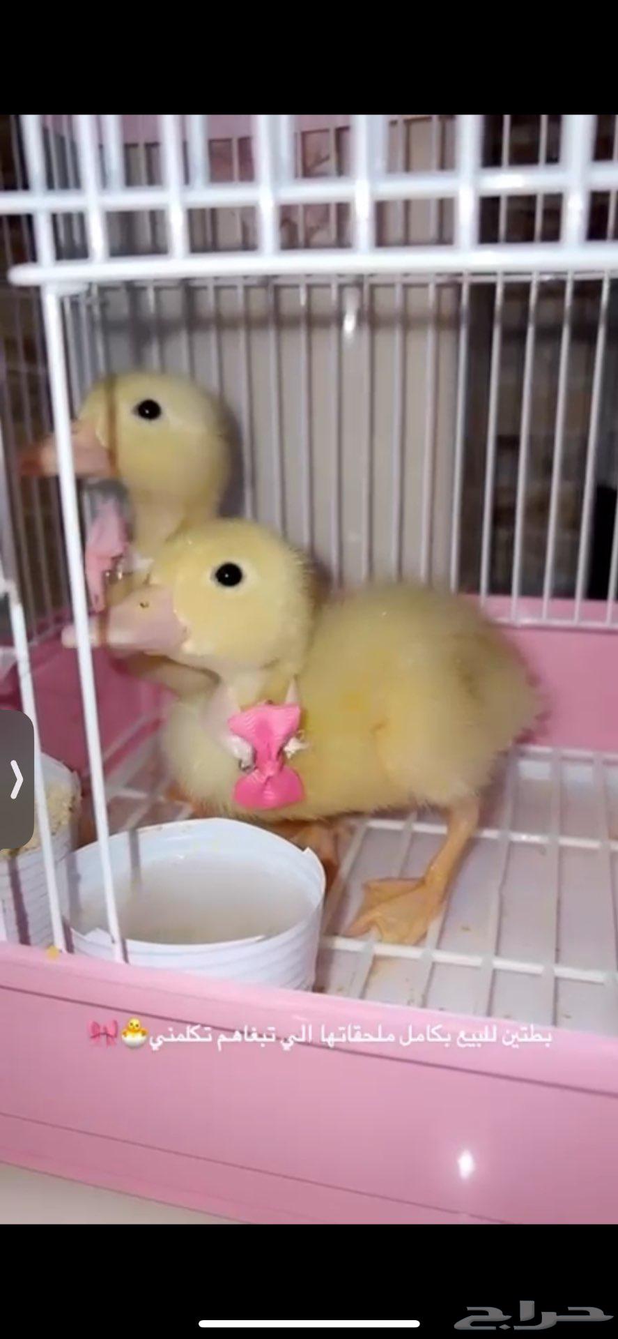 بطات للبيع64460283732482110