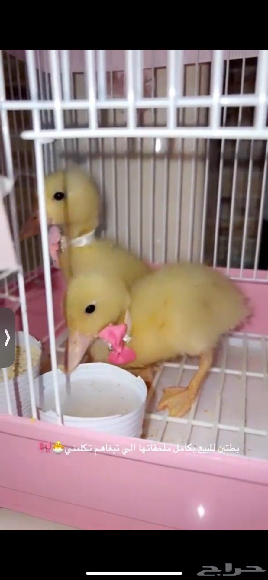 بطات للبيع64460283732482111