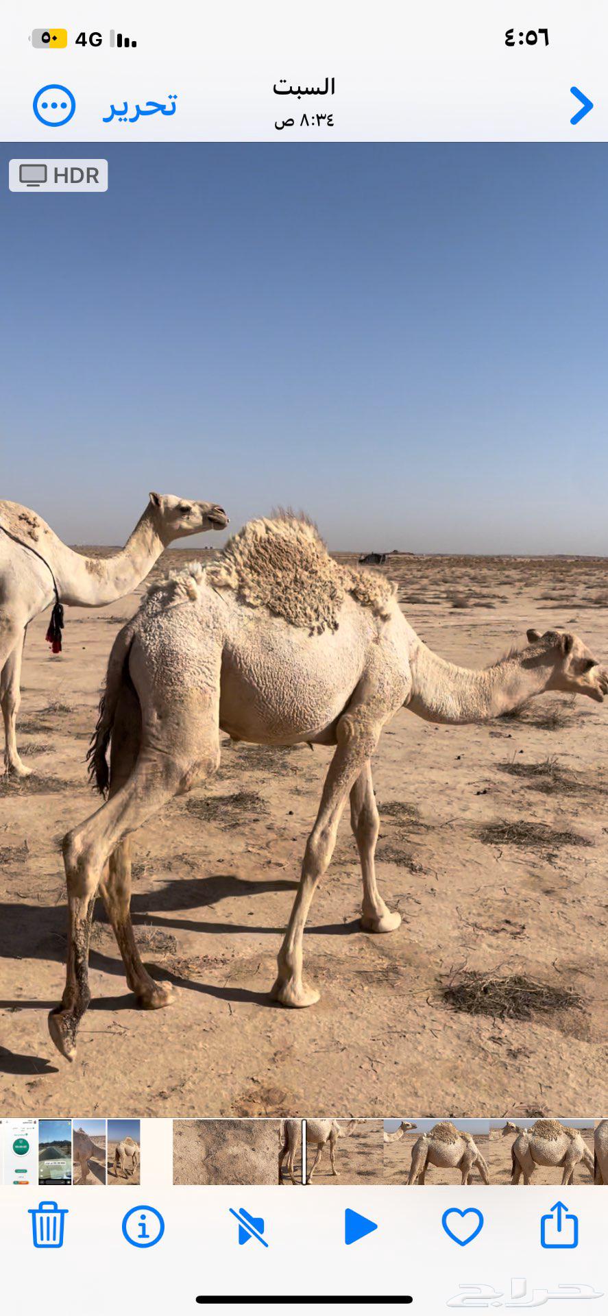 قعود للبيع64461323983361111