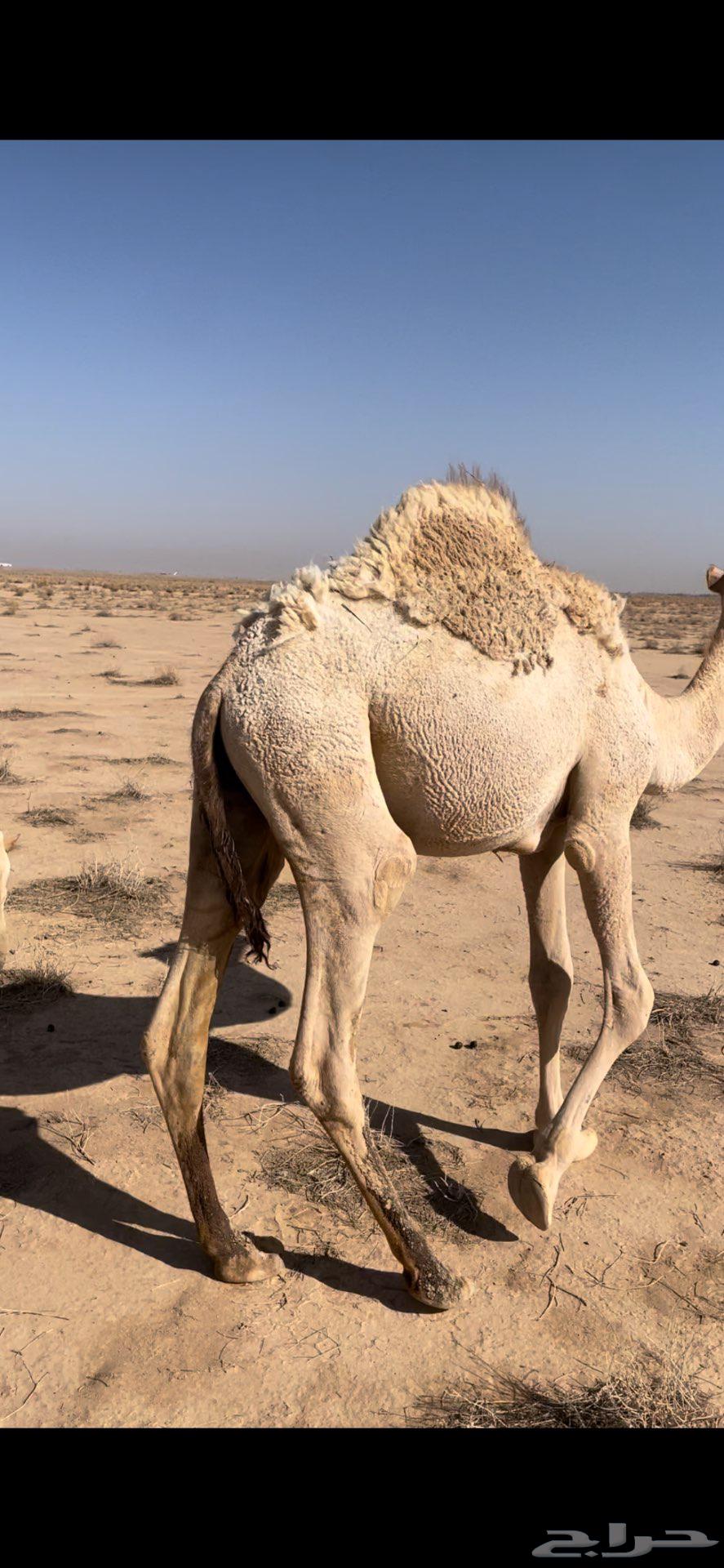 قعود للبيع64461323983361110