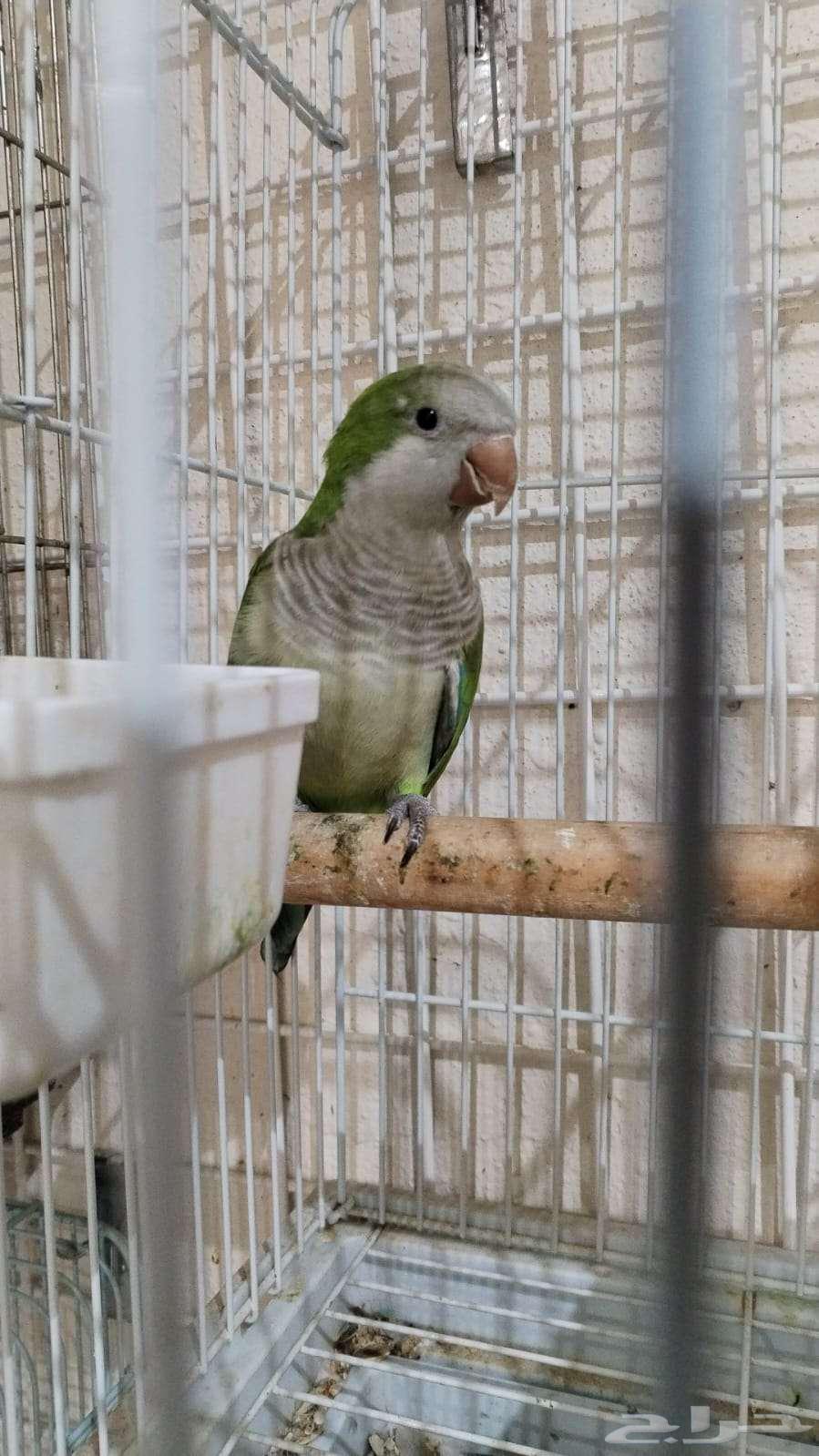 ذكر كويكر اخضر محلل64463142371714110