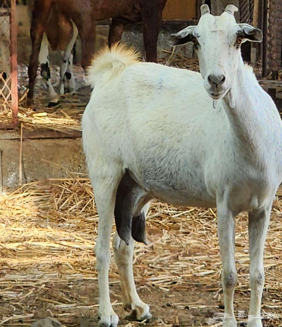 عنز بيشيه تم البيع64464027752451110