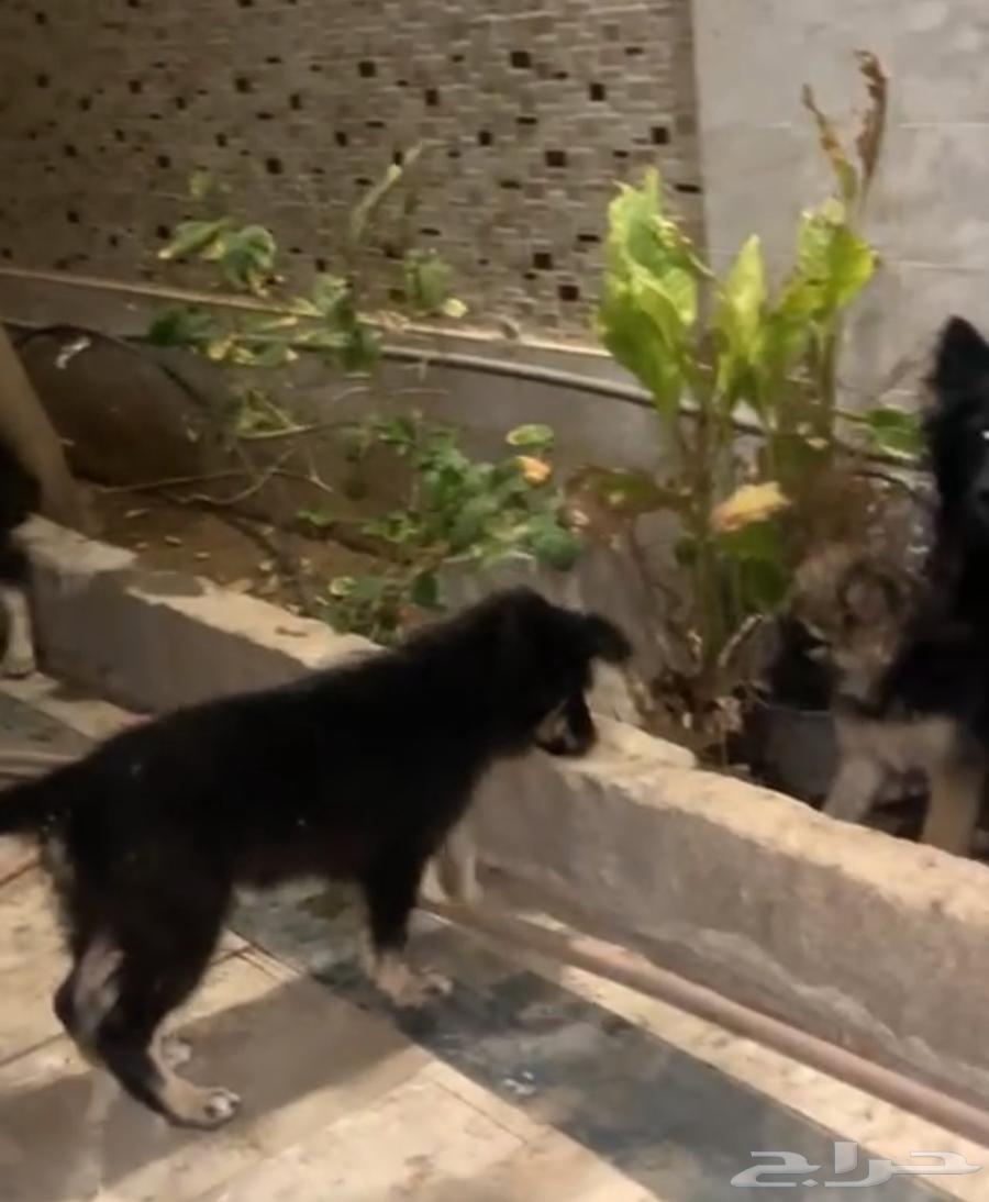 كلاب جراء عدد (2) جيرمان شيبرد64462021209473110