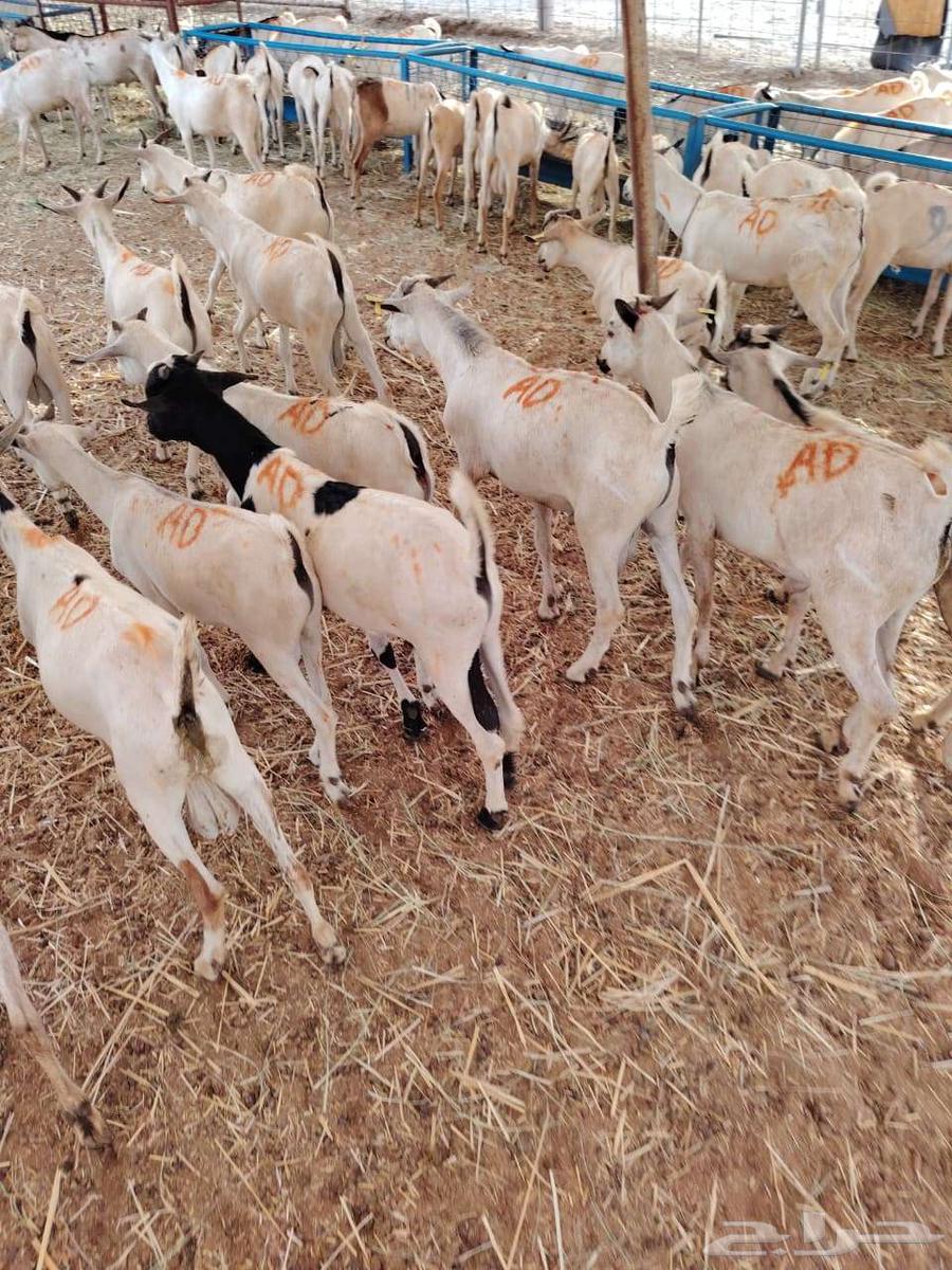 تيوس صوماليه للبيع لاصحاب الجمله والملاحم جدعان تنيان64458274297346110