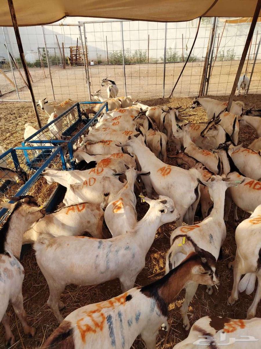 تيوس صوماليه للبيع لاصحاب الجمله والملاحم جدعان تنيان64458274297346111