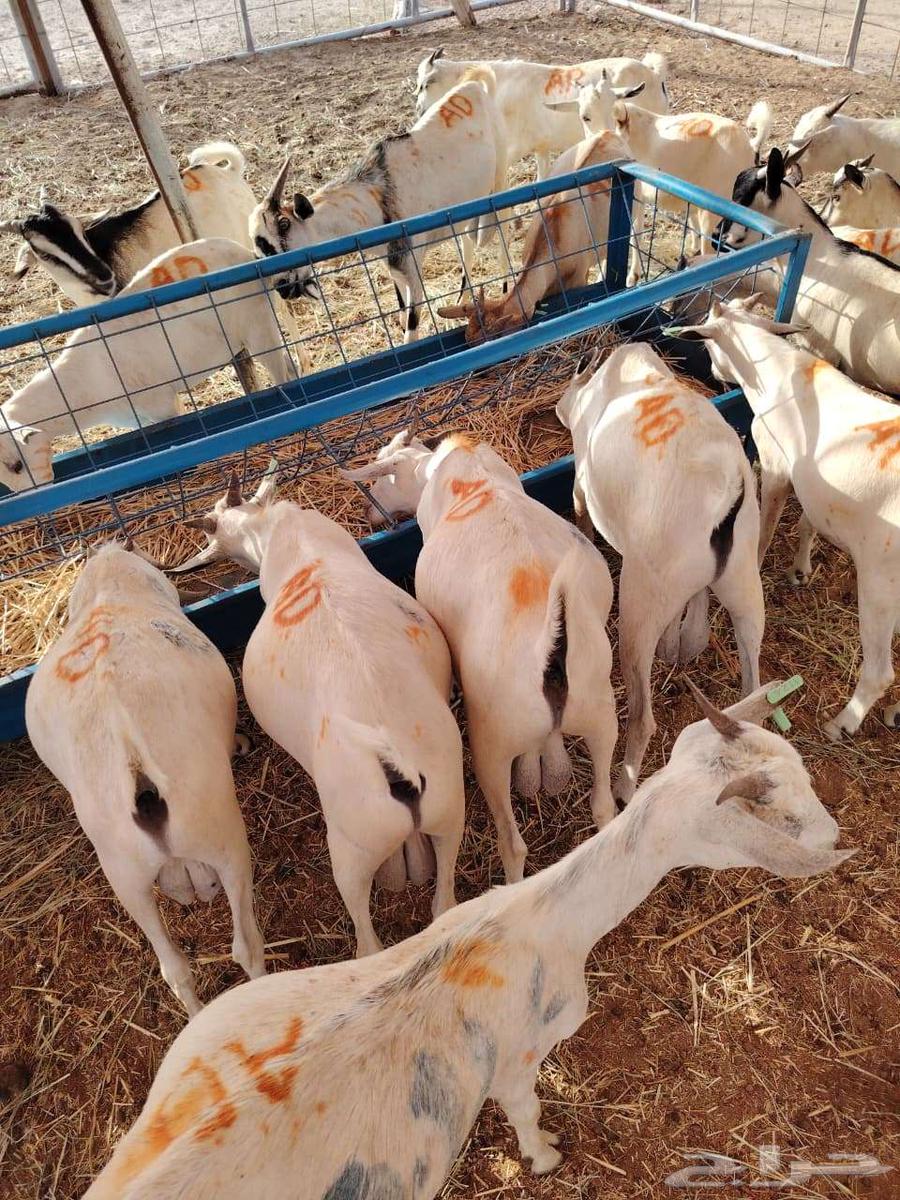 تيوس صوماليه للبيع لاصحاب الجمله والملاحم جدعان تنيان64458274297346112