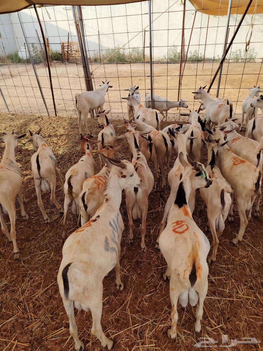 تيوس صوماليه للبيع لاصحاب الجمله والملاحم جدعان تنيان64458274297346113