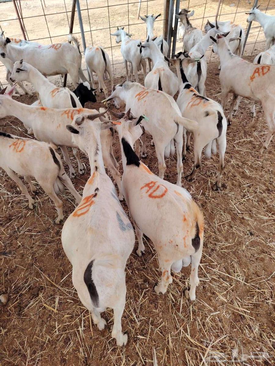 تيوس صوماليه للبيع لاصحاب الجمله والملاحم جدعان تنيان64458274297346114