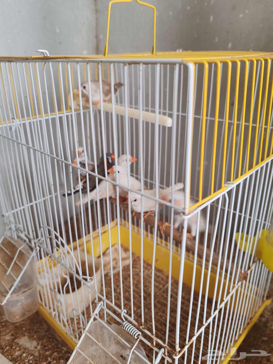 طيور زيبرا للبيع64458689227649110