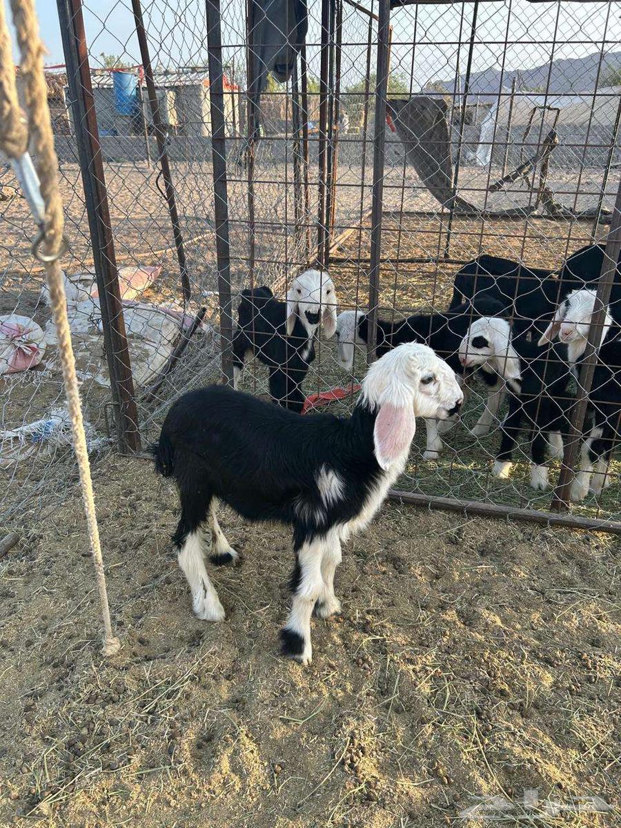 رخل داغور تم البيع64464646725122114