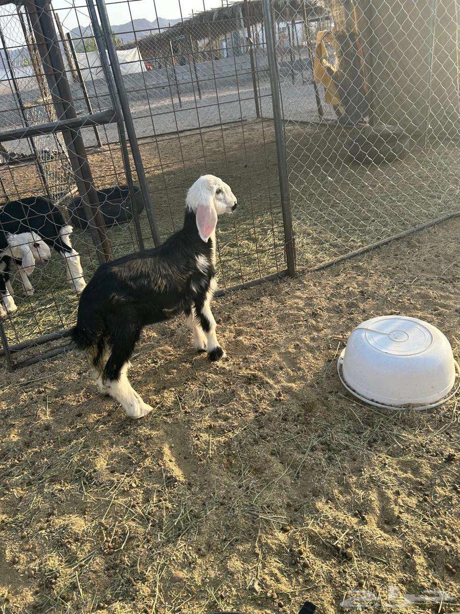 رخل داغور تم البيع64464646725122113