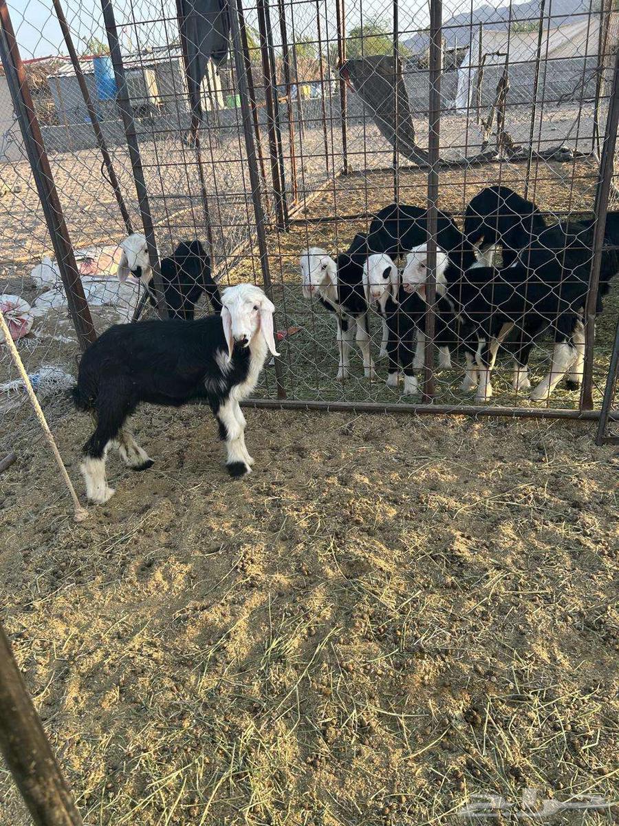 رخل داغور تم البيع64464646725122112