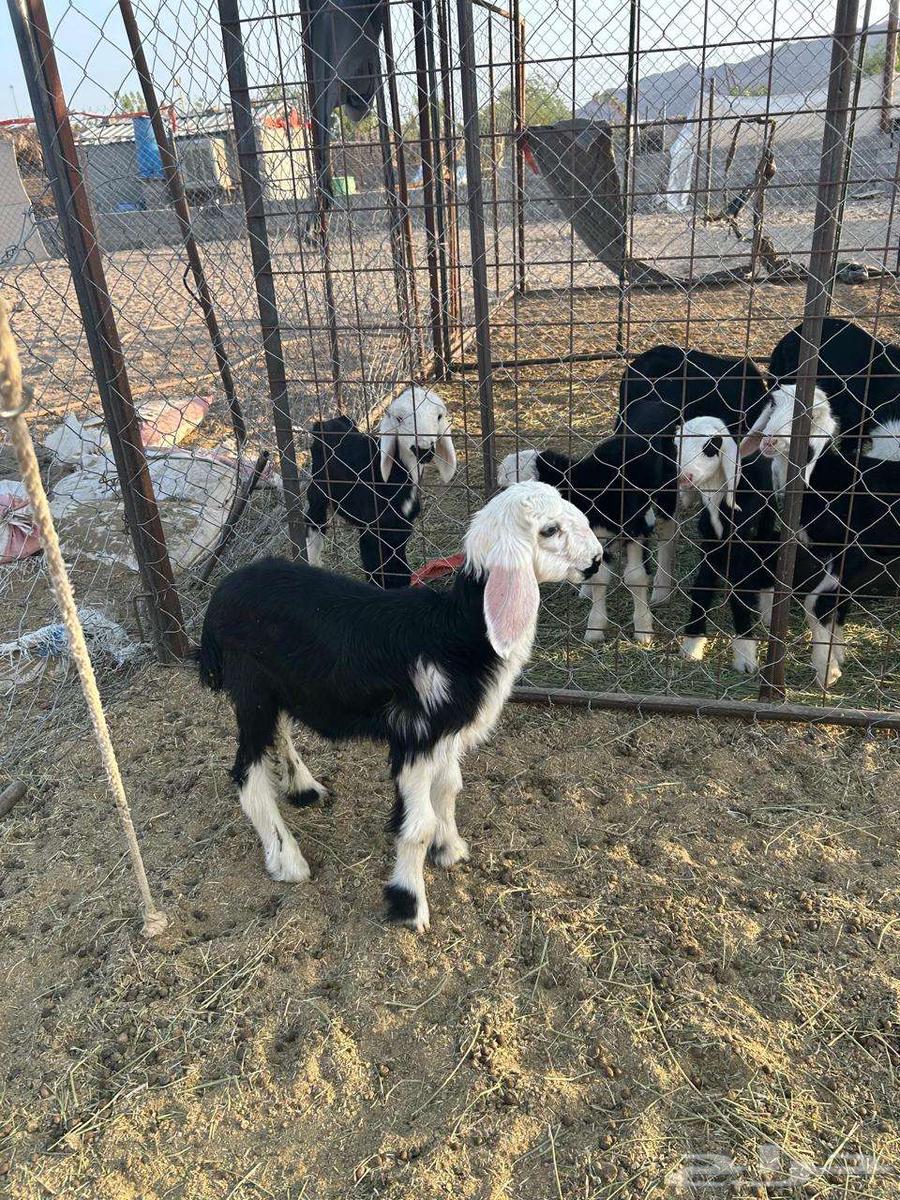 رخل داغور تم البيع64464646725122111