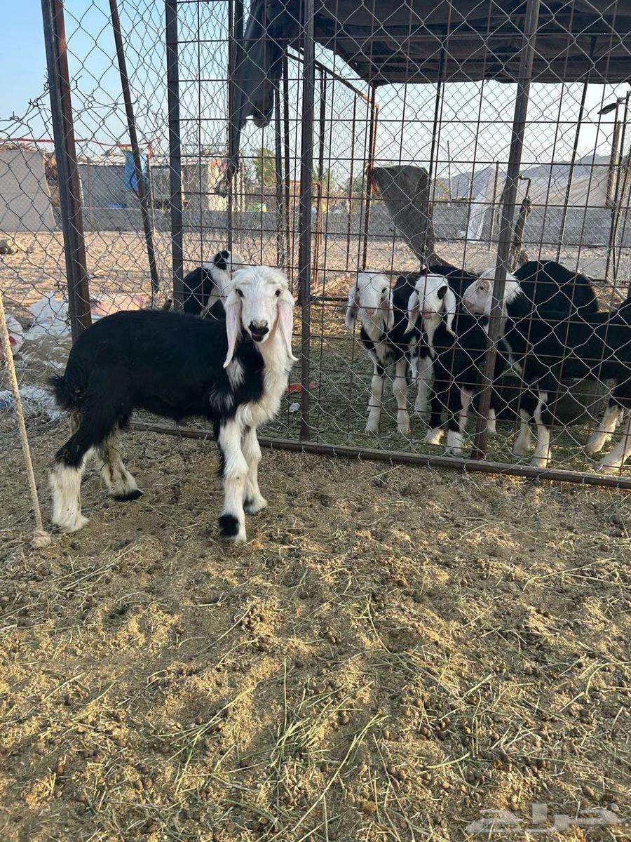 رخل داغور تم البيع64464646725122110