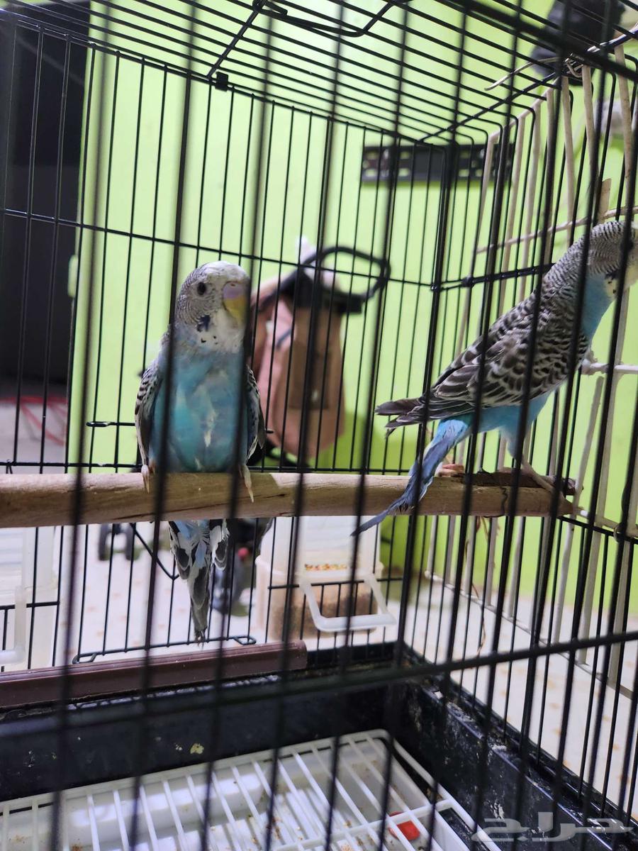 جوز بادجي ازرق . تم البيع64464493069314110