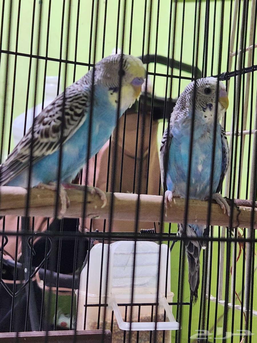 جوز بادجي ازرق . تم البيع64464493069314111