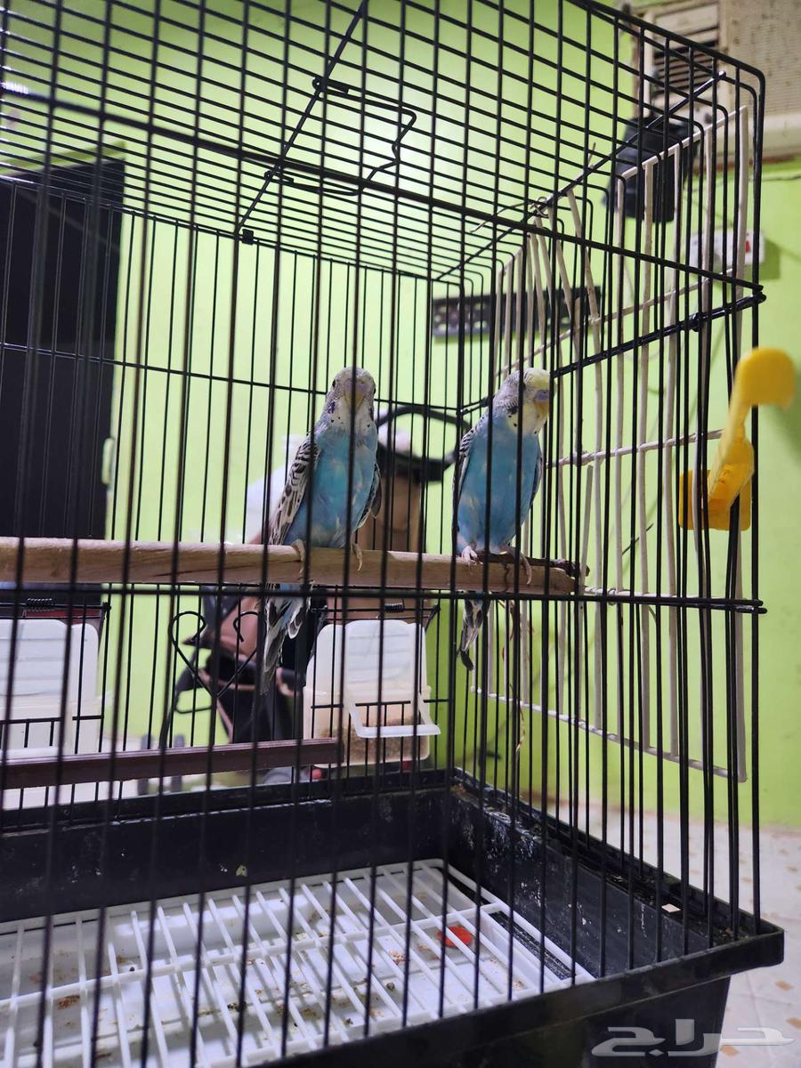 جوز بادجي ازرق . تم البيع64464493069314112