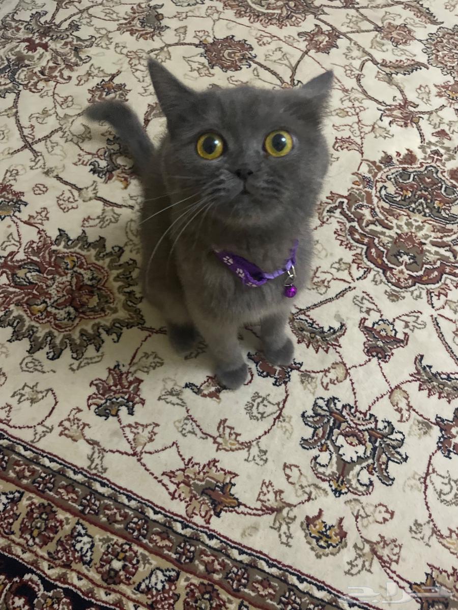 قطط للبيع (قطة للبيع سكوتش ستريت)64465071992450112