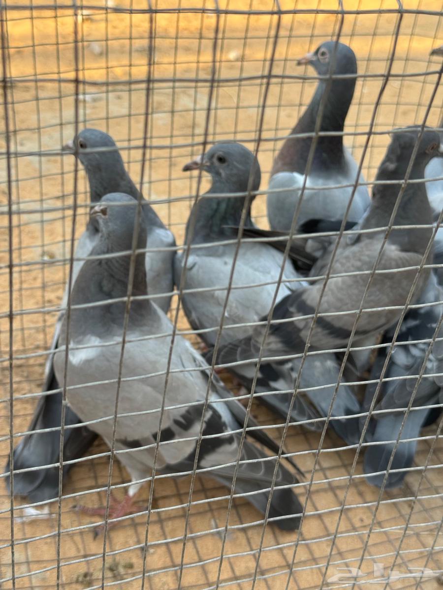 فراخة زاجل ( تم البيع )64458915950723111