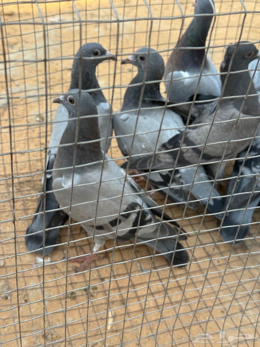 فراخة زاجل ( تم البيع )64458915950723112