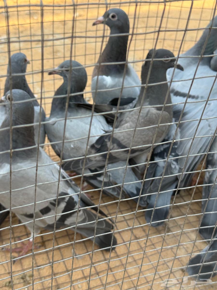 فراخة زاجل ( تم البيع )64458915950723110