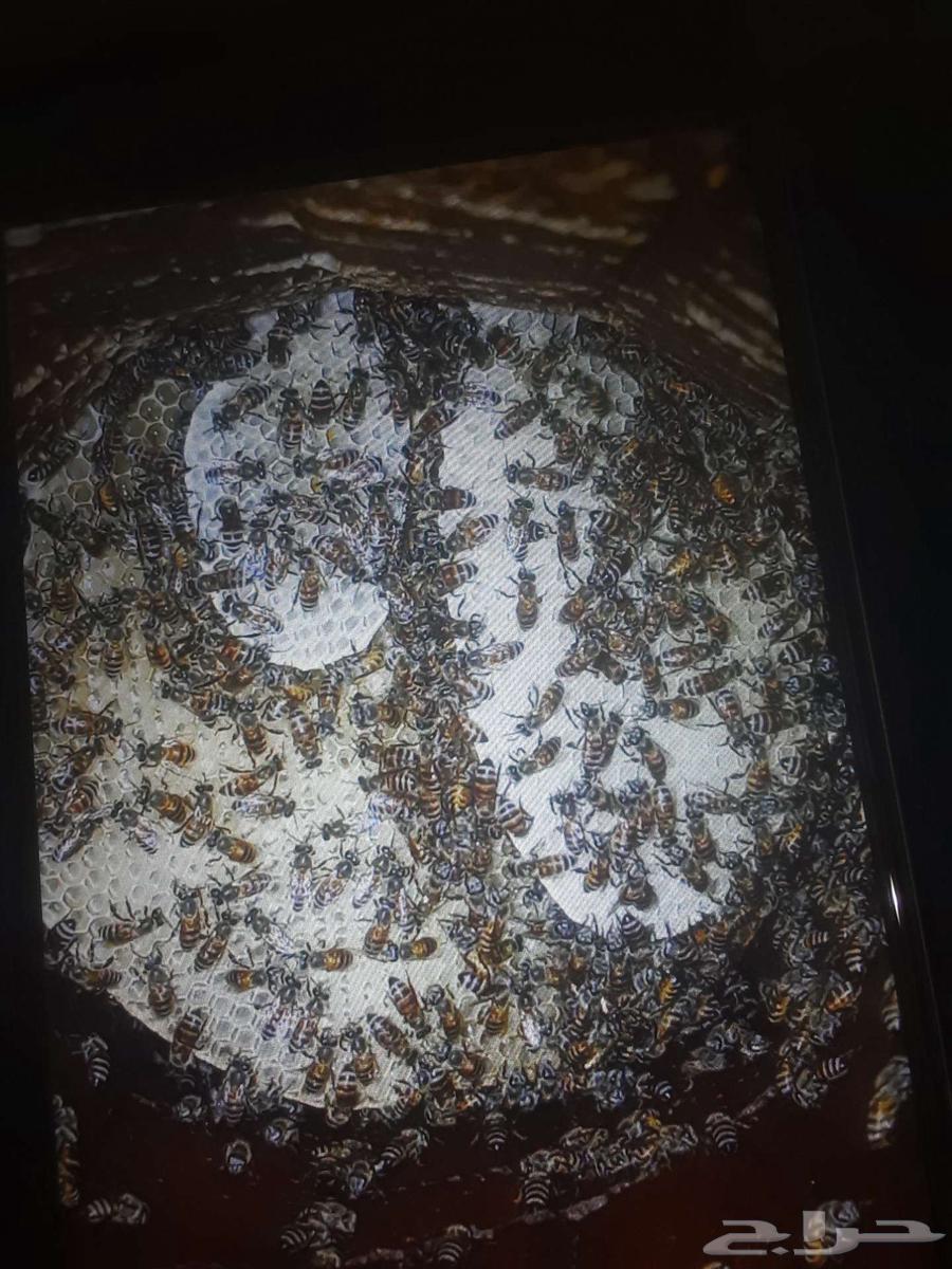 Local honey64459806432643110