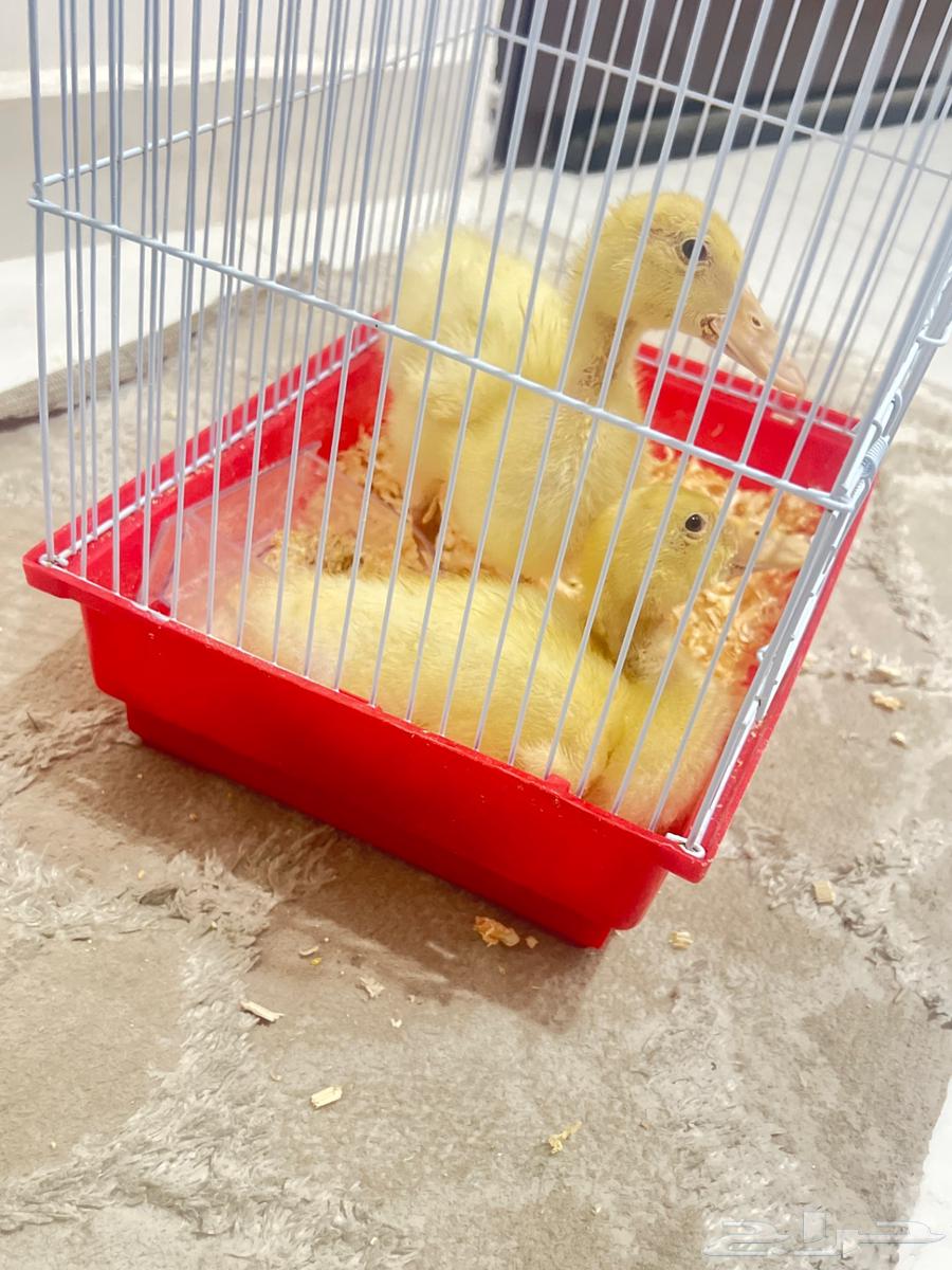 Duck with bikini age one month64459997132035111