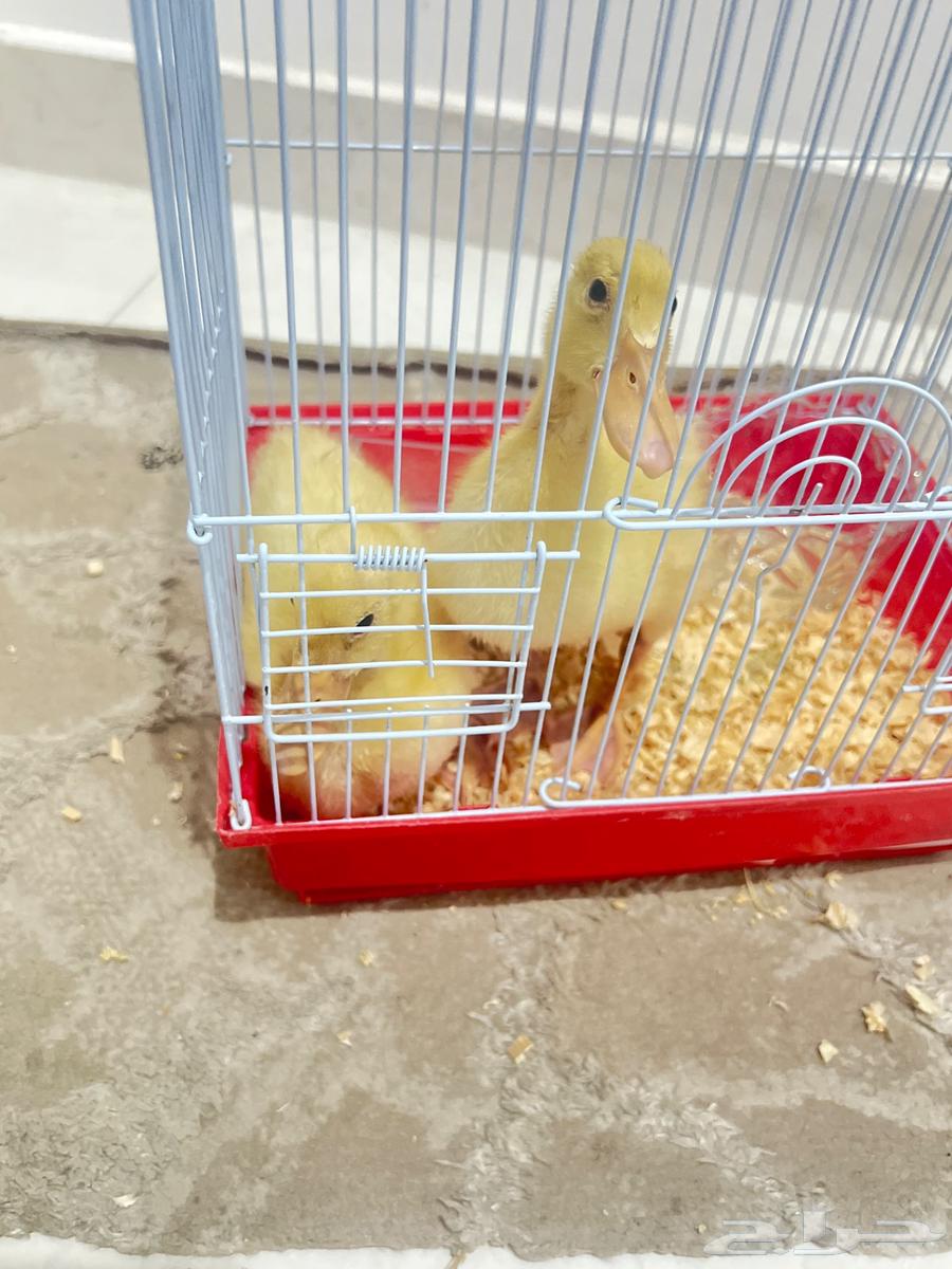 Duck with bikini age one month64459997132035110