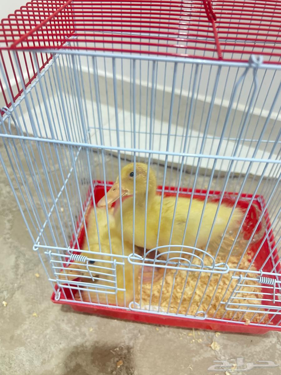 Duck with bikini age one month64459997132035112