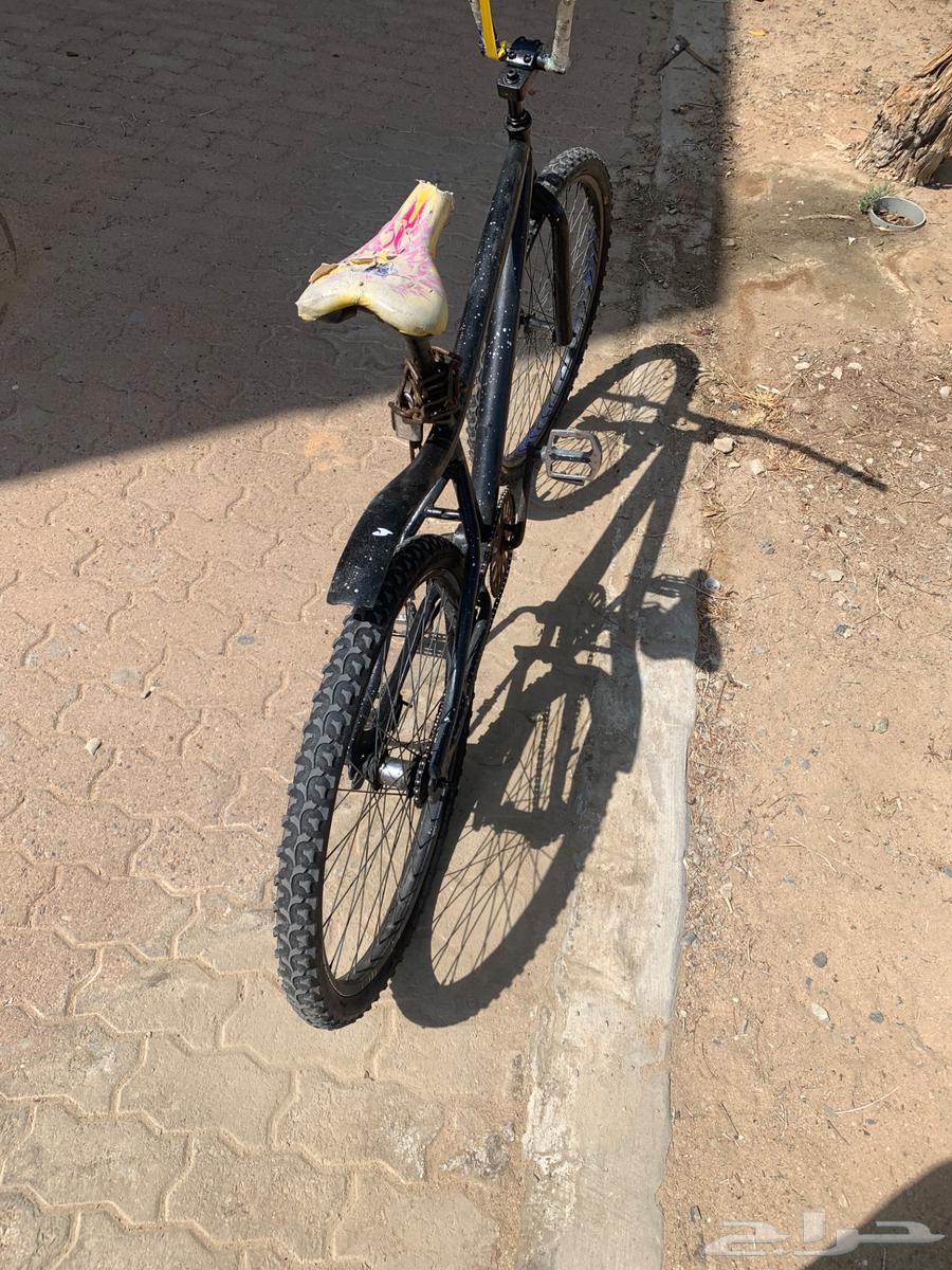 Cobra bicycle64460352065665113