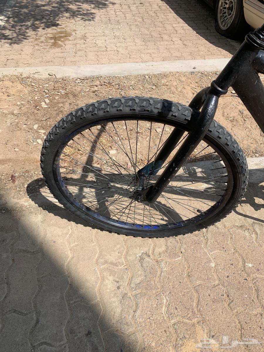 Cobra bicycle64460352065665111