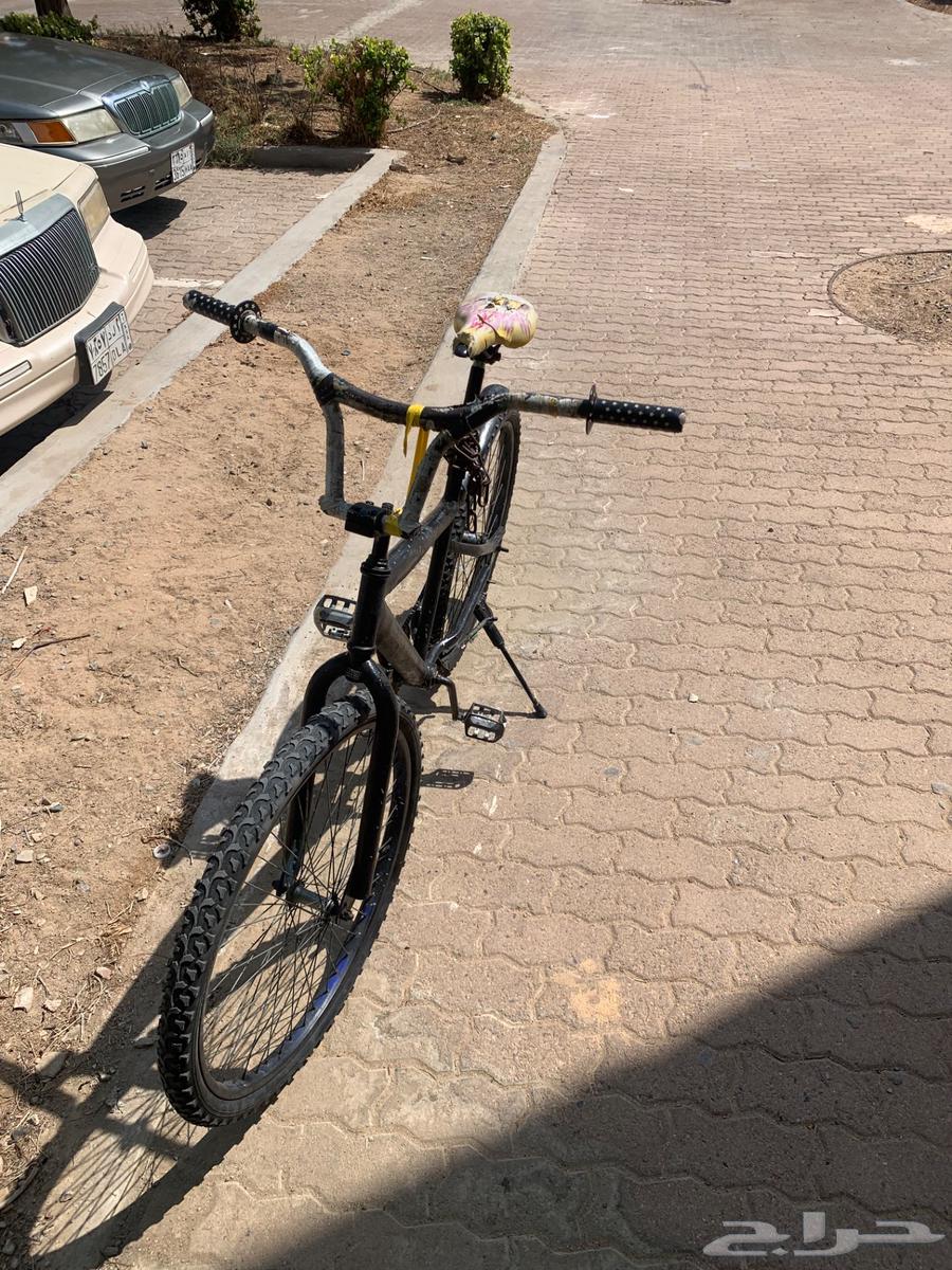 Cobra bicycle64460352065665110