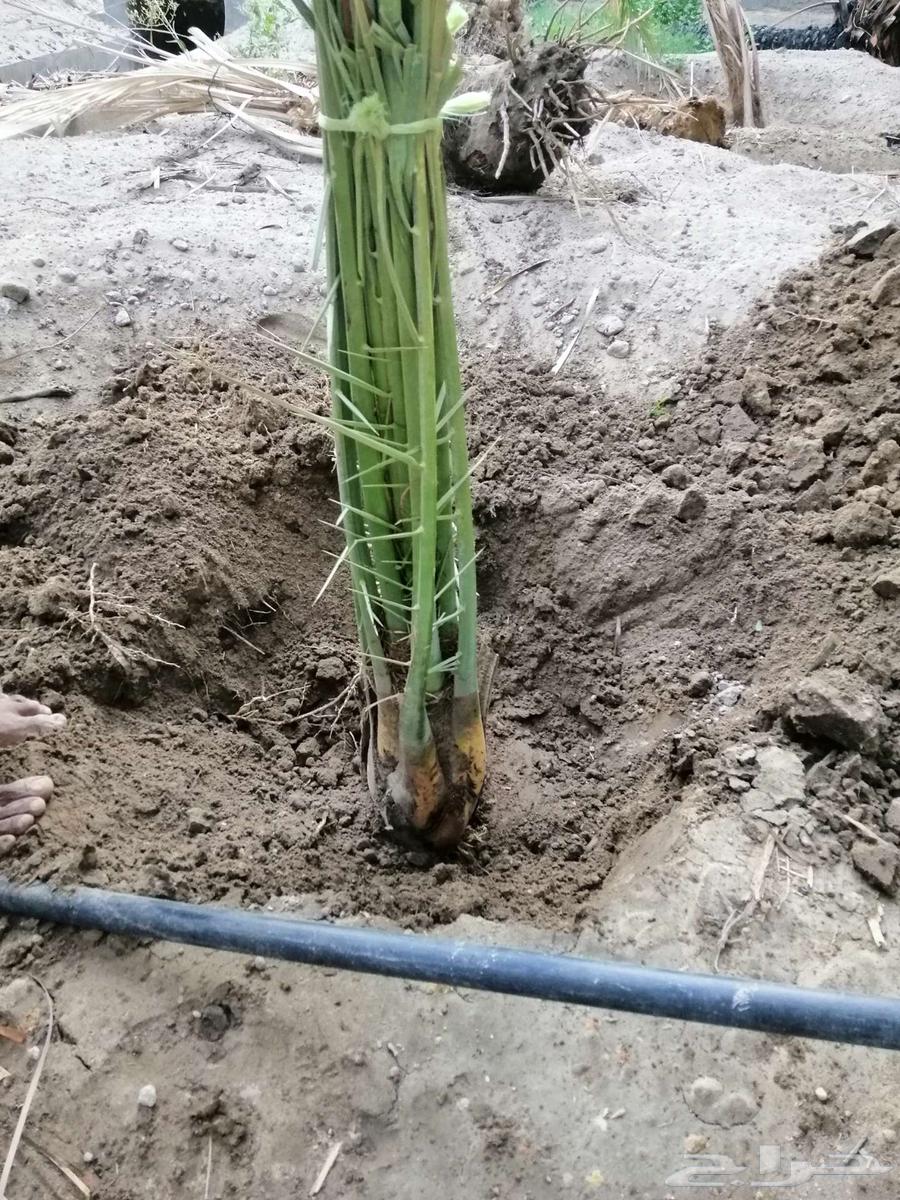 فسائل خنيزي للبيع64460789554947110