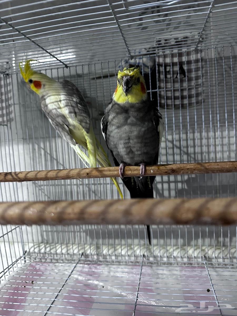 Crowan64461629708289112